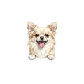 chihuahua długowłosa.png