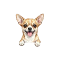 chihuahua.png