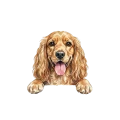 cocker spaniel.png