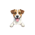 jack russell terrier.png
