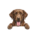 labrador czekoladowy.png