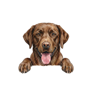 labrador czekoladowy.png