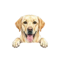 Labrador.png