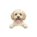 maltipoo.png