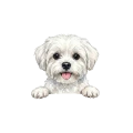 Maltuś.png