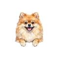 pomeranian.png