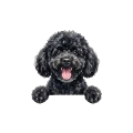 pudel czarny.png