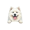 Samoyed.png