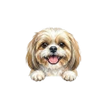shih tzu.png