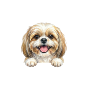 shih tzu.png
