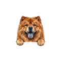 chow chow.png