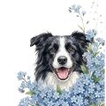 niezapominajki pieski - border collie.png