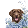 niezapominajki pieski - labrador czekoladowy.png