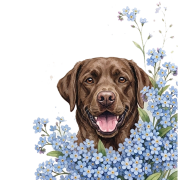 niezapominajki pieski - labrador czekoladowy.png