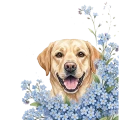 niezapominajki pieski - labrador.png