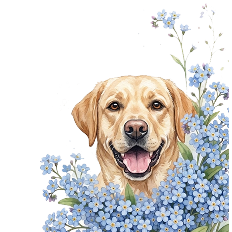 niezapominajki pieski - labrador.png