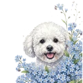 niezapominajki - bichon.png