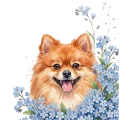 niezapominajki - pomeranian.png