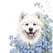 niezapominajki - samoyed1.png