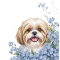 niezapominajki - shih tzu.png