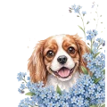 niezapominajki - cavalier.png
