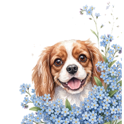 niezapominajki - cavalier.png
