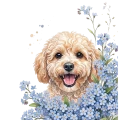 niezapominajka maltipoo.png