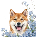 niezapominajki pieski — shiba.png