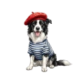 border collie.png