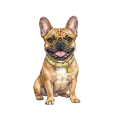 buldog francuski.png