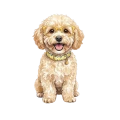 maltipoo.png
