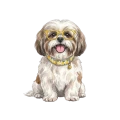 shih tzu.png