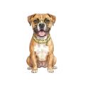 bokser.png