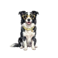 border collie.png