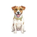 jack russell terrier.png