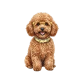 pudel.png