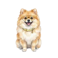 szpic.png