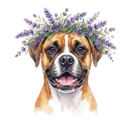 Bokser.png