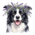 Border collie.png