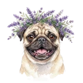 Mops.png