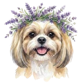 Shih tzu.png