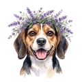Beagle lawenda.png