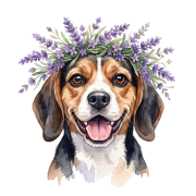 Beagle lawenda.png