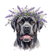 cane corso.png