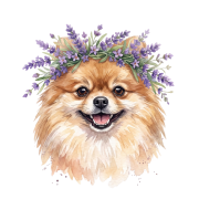 pomeranian