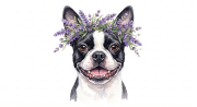 Boston terrier
