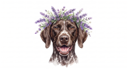 Wyżeł niemiecki