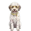 Lagotto romaniolo.png