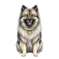 szpic wilczy.png