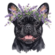 Buldog francuski.png